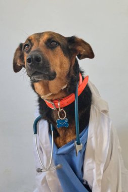 Sağlık kliniğinde bir köpek. Doktor. Köpek veteriner kliniğinde.