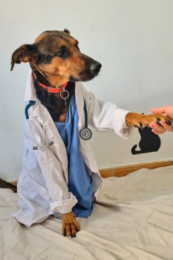 Köpek veteriner kliniğinde.