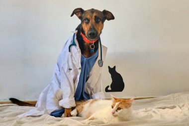 veteriner Doktor ile köpek