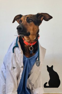 Beyaz önlüklü veteriner bir masada steteskoplu siyah bir köpekle oturuyor..
