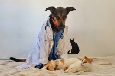 Steteskoplu bir kedi, doktor üniformalı bir kedi, bir doktor ve bir kedi. Veteriner klinikte hasta.,