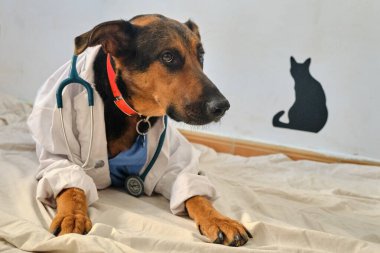 Köpek veteriner kliniğinde.
