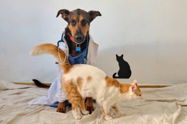 Bir kedi ve bir kedi veteriner kliniğinde. Veteriner kliniği, veteriner bakımı.