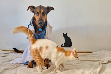 Beyaz üniformalı bir doktor ve siyah kedi klinikte oturur ve bir doktora steteskopu gösterir..