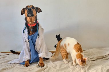Beyaz önlüklü ve steteskoplu iki köpek doktoru bekliyor..