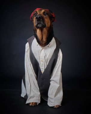 Bir köpeğin portresi.