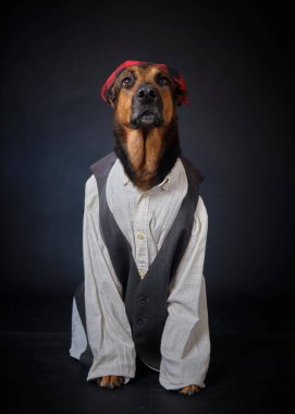 Stüdyodaki şirin Jack Russell Terrier portresi.