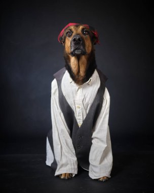 bir korsan gibi giyinen köpek