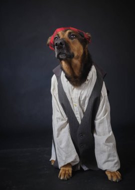 Jack Russell Terrier köpeği kırmızı şapkalı ve papyonlu gri arka planda