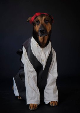 Korsan gibi giyinmiş, fiyonklu şapka takmış bir köpek.