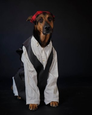 Şapkalı bir köpek ve gri arka planda siyah gömlekli papyonlu bir kravat. Beyaz yakalı Jack Russell Terrier.