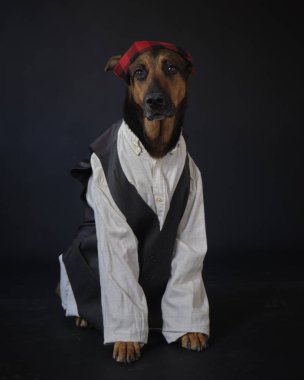 Stüdyoda beyaz köpek var.