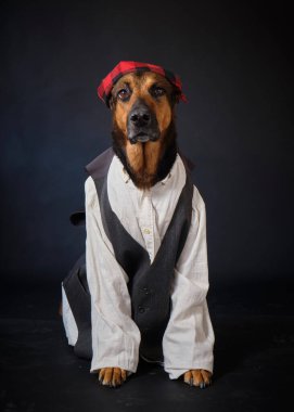 Geleneksel kostüm ve şapka giymiş Jack Russell Terrier. Stüdyo portresi. izole.