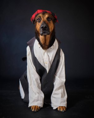 Korsan şeklinde bir köpek.