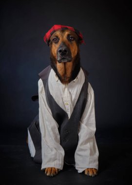 Siyah arka planda kostümlü bir köpek. Alman kurdu. Geleneksel Aragonlu kostümü. Fiestas del Pilar, İspanya. Aragon. Zaragoza