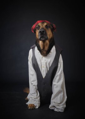 Siyah arka planda kostümlü bir köpek. Alman kurdu. Geleneksel Aragonlu kostümü. Fiestas del Pilar, İspanya. Aragon. Zaragoza