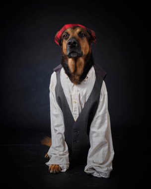 Siyah arka planda kostümlü bir köpek. Alman kurdu. Geleneksel Aragonlu kostümü. Fiestas del Pilar, İspanya. Aragon. Zaragoza