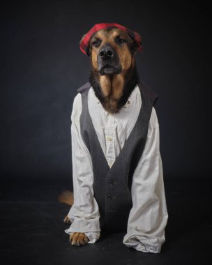 Siyah arka planda kostümlü bir köpek. Alman kurdu. Geleneksel Aragonlu kostümü. Fiestas del Pilar, İspanya. Aragon. Zaragoza