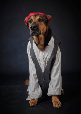 Siyah arka planda kostümlü bir köpek. Alman kurdu. Geleneksel Aragonlu kostümü. Fiestas del Pilar, İspanya. Aragon. Zaragoza