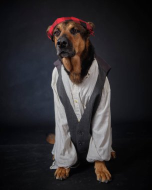 Siyah arka planda kostümlü bir köpek. Alman kurdu. Geleneksel Aragonlu kostümü. Fiestas del Pilar, İspanya. Aragon. Zaragoza