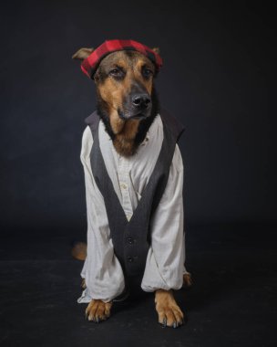 Siyah arka planda kostümlü bir köpek. Alman kurdu. Geleneksel Aragonlu kostümü. Fiestas del Pilar, İspanya. Aragon. Zaragoza