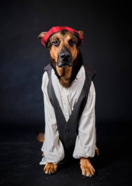 Siyah arka planda kostümlü bir köpek. Alman kurdu. Geleneksel Aragonlu kostümü. Fiestas del Pilar, İspanya. Aragon. Zaragoza