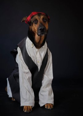 Siyah arka planda kostümlü bir köpek. Alman kurdu. Geleneksel Aragonlu kostümü. Fiestas del Pilar, İspanya. Aragon. Zaragoza