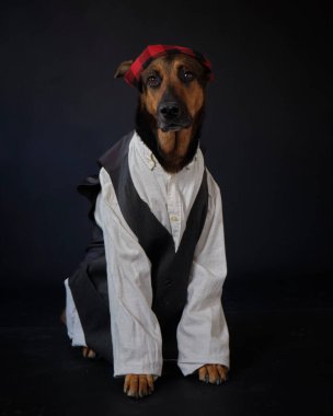 Siyah arka planda kostümlü bir köpek. Alman kurdu. Geleneksel Aragonlu kostümü. Fiestas del Pilar, İspanya. Aragon. Zaragoza