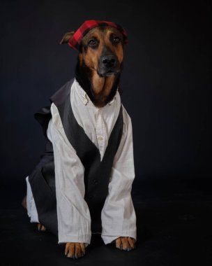 Siyah arka planda kostümlü bir köpek. Alman kurdu. Geleneksel Aragonlu kostümü. Fiestas del Pilar, İspanya. Aragon. Zaragoza