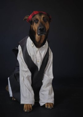 Siyah arka planda kostümlü bir köpek. Alman kurdu. Geleneksel Aragonlu kostümü. Fiestas del Pilar, İspanya. Aragon. Zaragoza