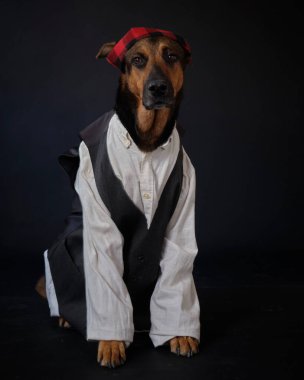 Siyah arka planda kostümlü bir köpek. Alman kurdu. Geleneksel Aragonlu kostümü. Fiestas del Pilar, İspanya. Aragon. Zaragoza