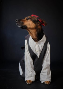 Siyah arka planda kostümlü bir köpek. Alman kurdu. Geleneksel Aragonlu kostümü. Fiestas del Pilar, İspanya. Aragon. Zaragoza