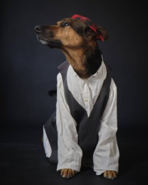 Siyah arka planda kostümlü bir köpek. Alman kurdu. Geleneksel Aragonlu kostümü. Fiestas del Pilar, İspanya. Aragon. Zaragoza