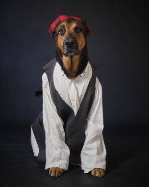 Siyah arka planda kostümlü bir köpek. Alman kurdu. Geleneksel Aragonlu kostümü. Fiestas del Pilar, İspanya. Aragon. Zaragoza