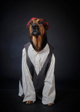 Siyah arka planda kostümlü bir köpek. Alman kurdu. Geleneksel Aragonlu kostümü. Fiestas del Pilar, İspanya. Aragon. Zaragoza