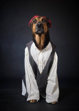 Siyah arka planda kostümlü bir köpek. Alman kurdu. Geleneksel Aragonlu kostümü. Fiestas del Pilar, İspanya. Aragon. Zaragoza