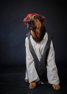 Siyah arka planda kostümlü bir köpek. Alman kurdu. Geleneksel Aragonlu kostümü. Fiestas del Pilar, İspanya. Aragon. Zaragoza