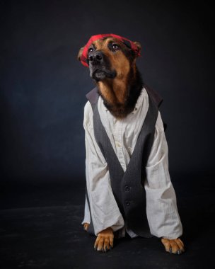 Siyah arka planda kostümlü bir köpek. Alman kurdu. Geleneksel Aragonlu kostümü. Fiestas del Pilar, İspanya. Aragon. Zaragoza