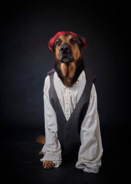 Siyah arka planda kostümlü bir köpek. Alman kurdu. Geleneksel Aragonlu kostümü. Fiestas del Pilar, İspanya. Aragon. Zaragoza