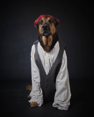 Siyah arka planda kostümlü bir köpek. Alman kurdu. Geleneksel Aragonlu kostümü. Fiestas del Pilar, İspanya. Aragon. Zaragoza