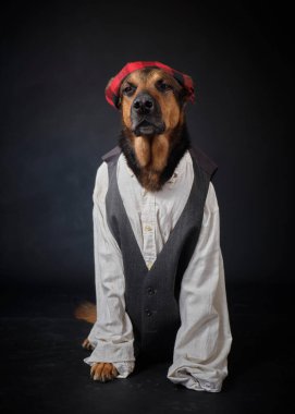 Siyah arka planda kostümlü bir köpek. Alman kurdu. Geleneksel Aragonlu kostümü. Fiestas del Pilar, İspanya. Aragon. Zaragoza