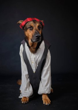 Siyah arka planda kostümlü bir köpek. Alman kurdu. Geleneksel Aragonlu kostümü. Fiestas del Pilar, İspanya. Aragon. Zaragoza