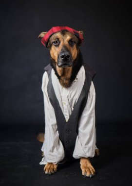 Siyah arka planda kostümlü bir köpek. Alman kurdu. Geleneksel Aragonlu kostümü. Fiestas del Pilar, İspanya. Aragon. Zaragoza