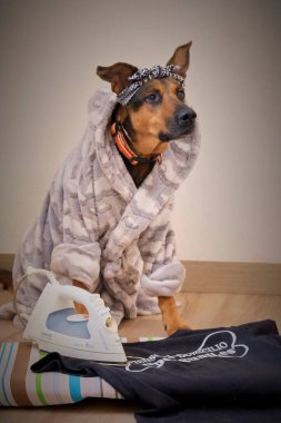 Atkısı olan sevimli bir köpek.