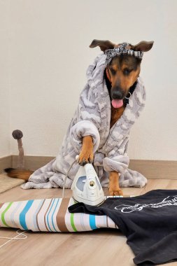Şapkası ve yerde fırçası olan komik bir köpek.