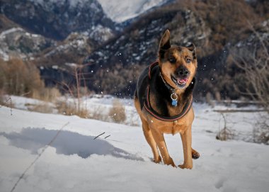 Kışın karlı bir köpek.