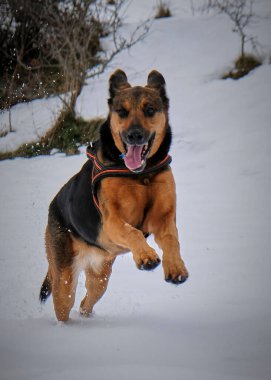 Kışın karlı bir köpek.