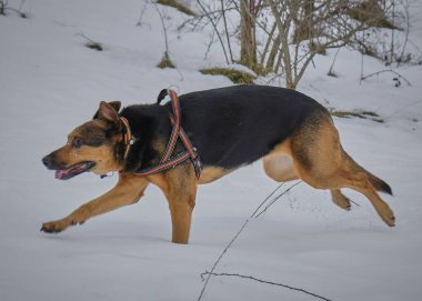 Kışın karlı bir köpek.