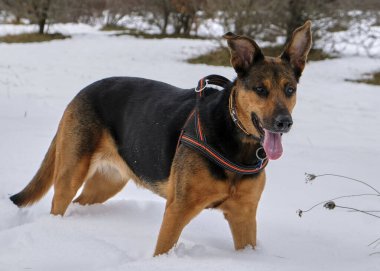 Kışın karlı bir köpek.