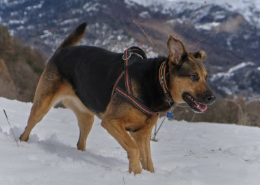Kışın karlı bir köpek.